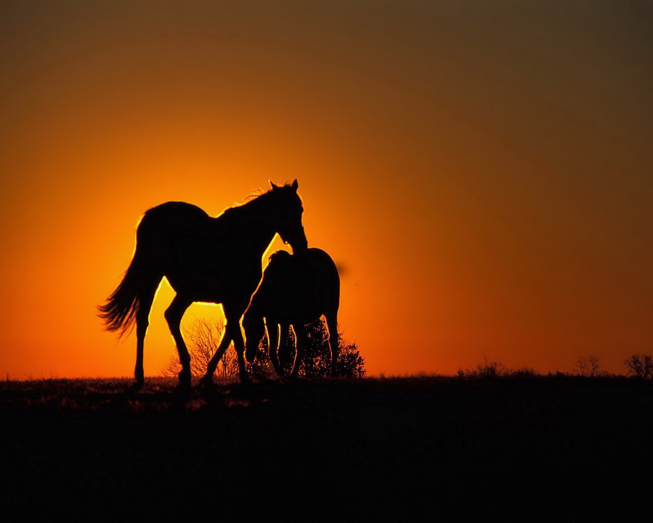 Силуэты лошадей на солнце