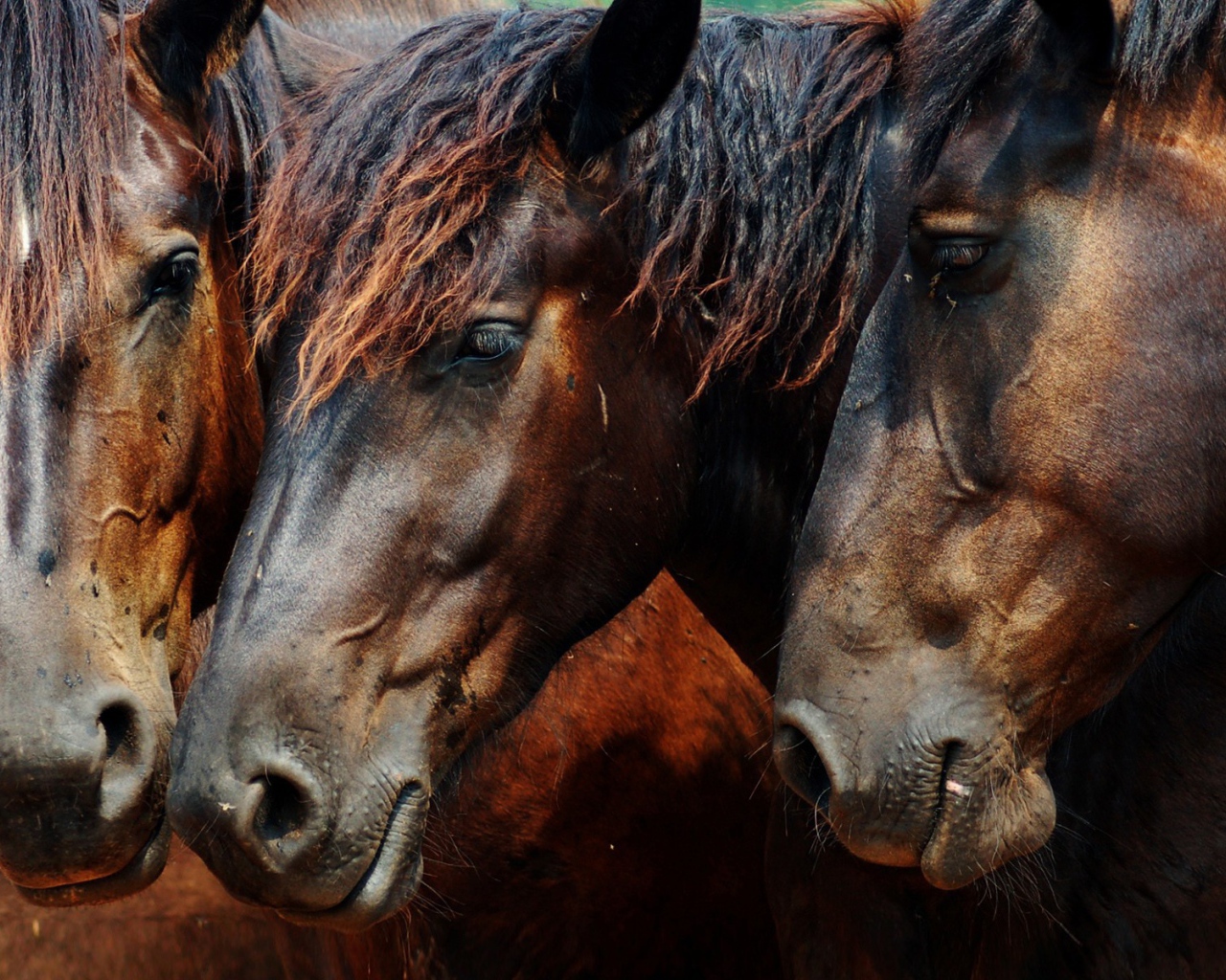 Головы трех лошадей