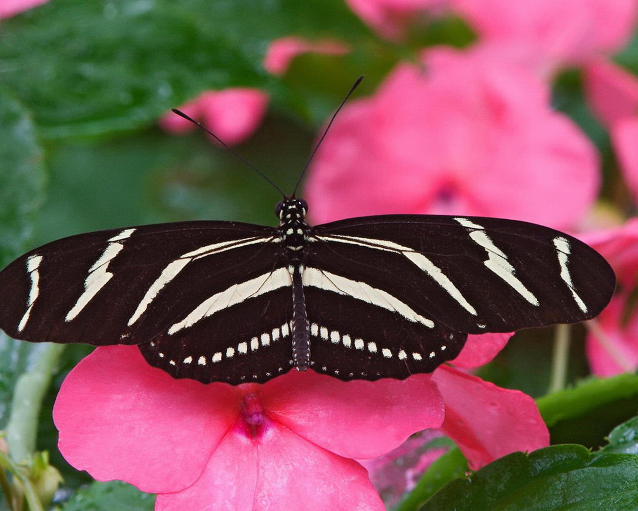 Большая черно белая бабочка