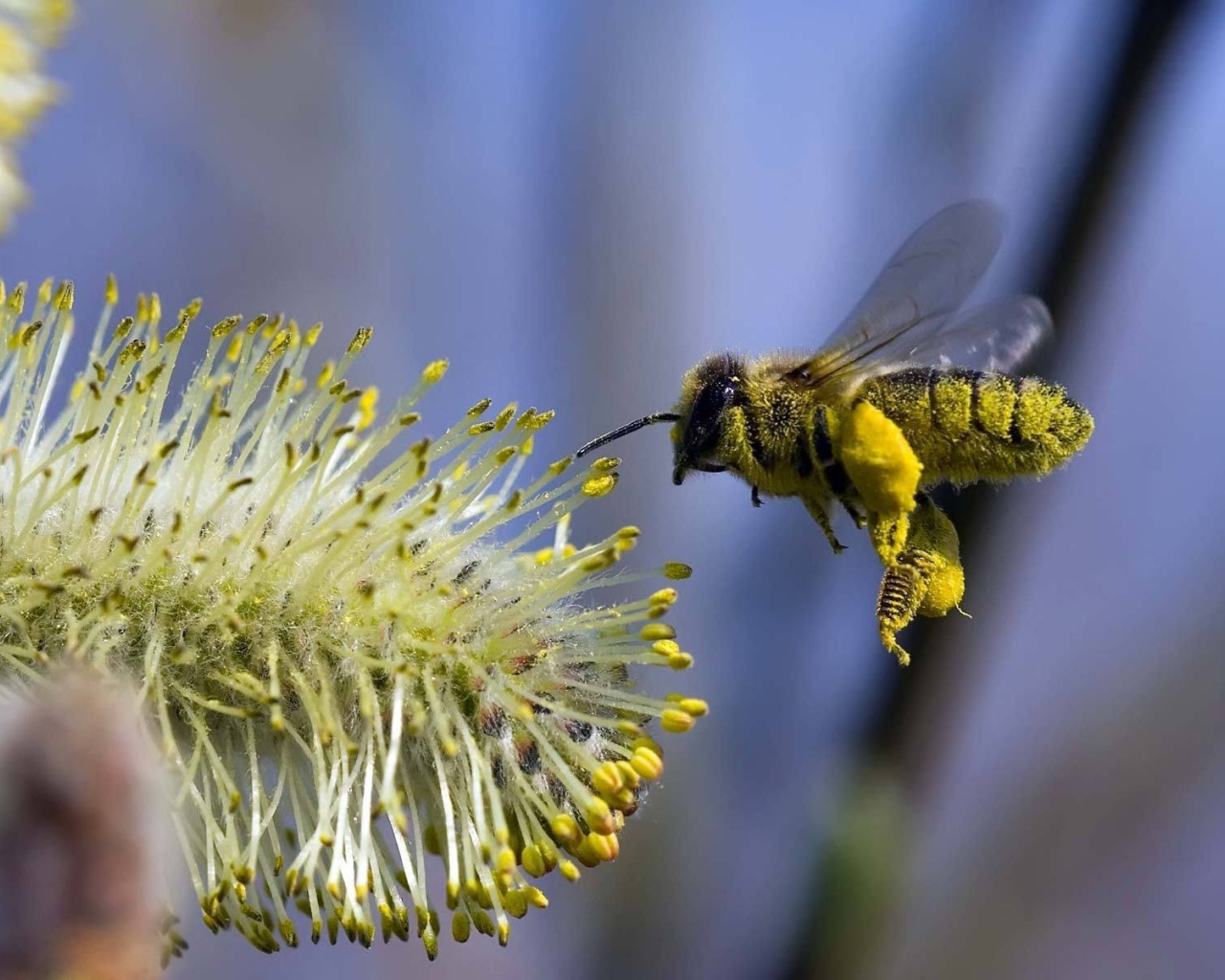Пчела в полете