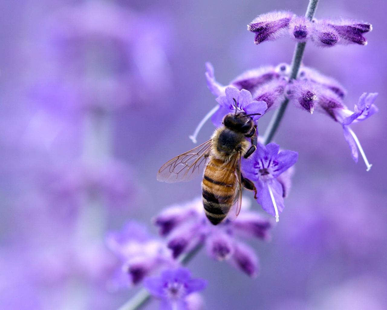 Пчела на синем цветке