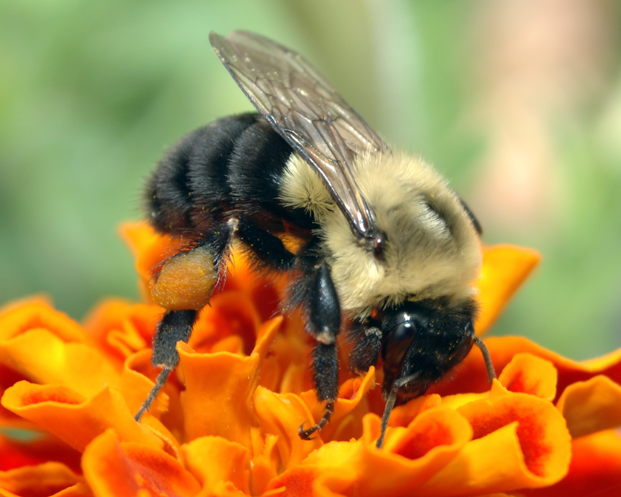Пчела на оранжевом цветке