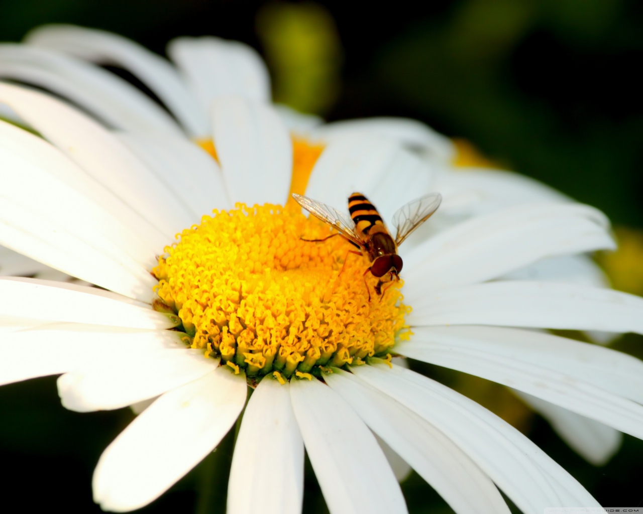 Пчела на ромашке