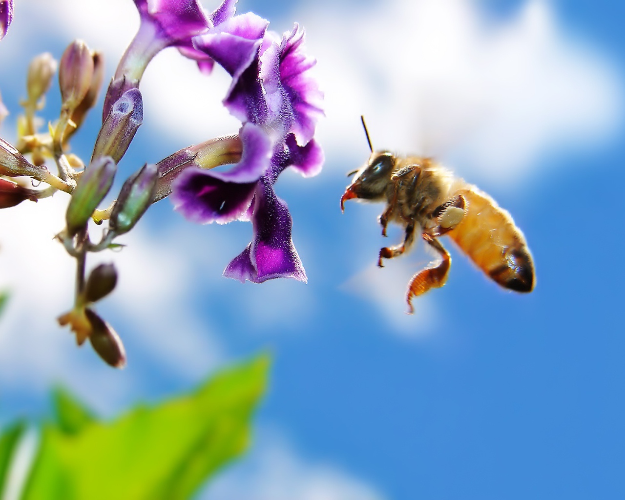 Пчела на цветке