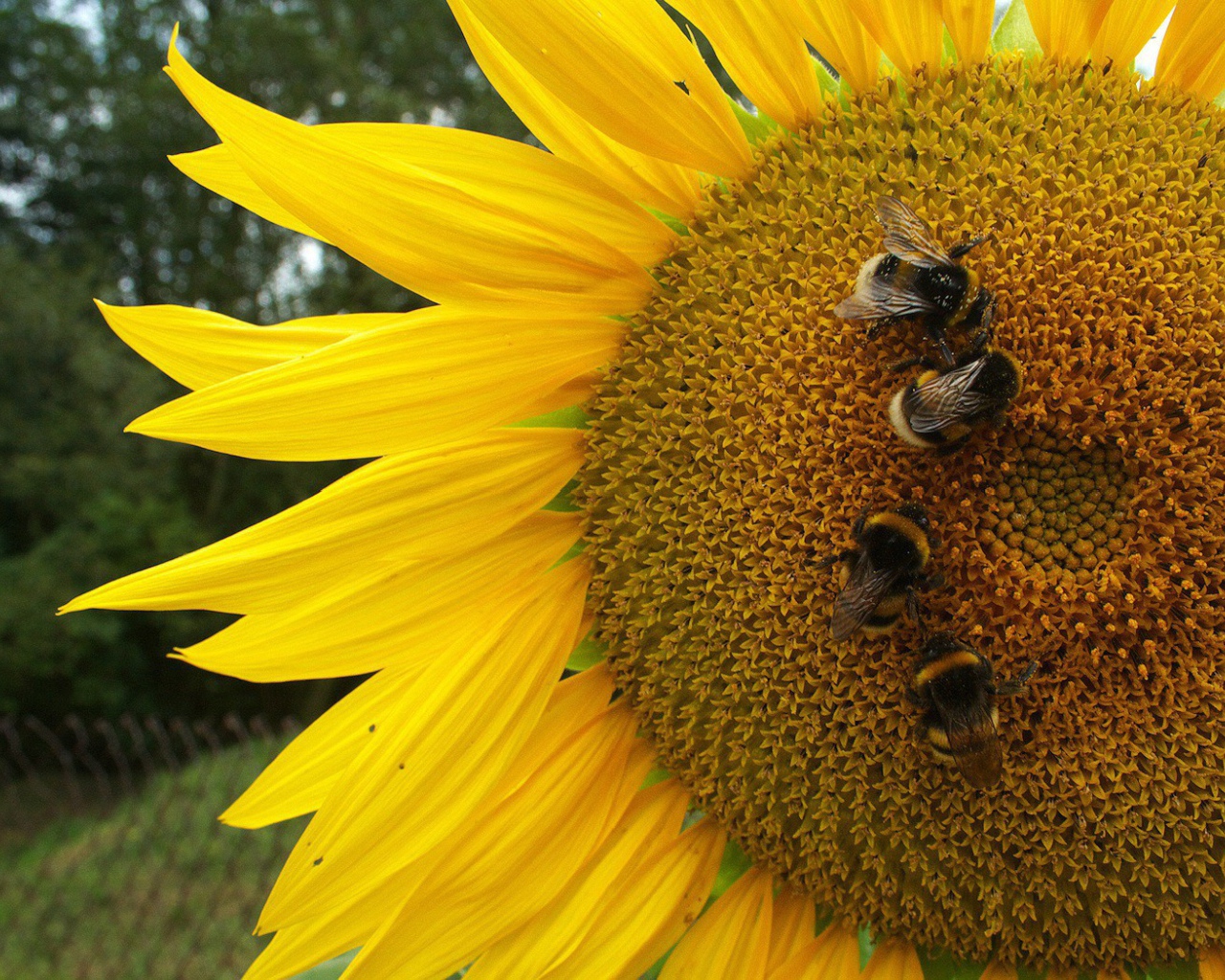 Пчелы на подсолнухе