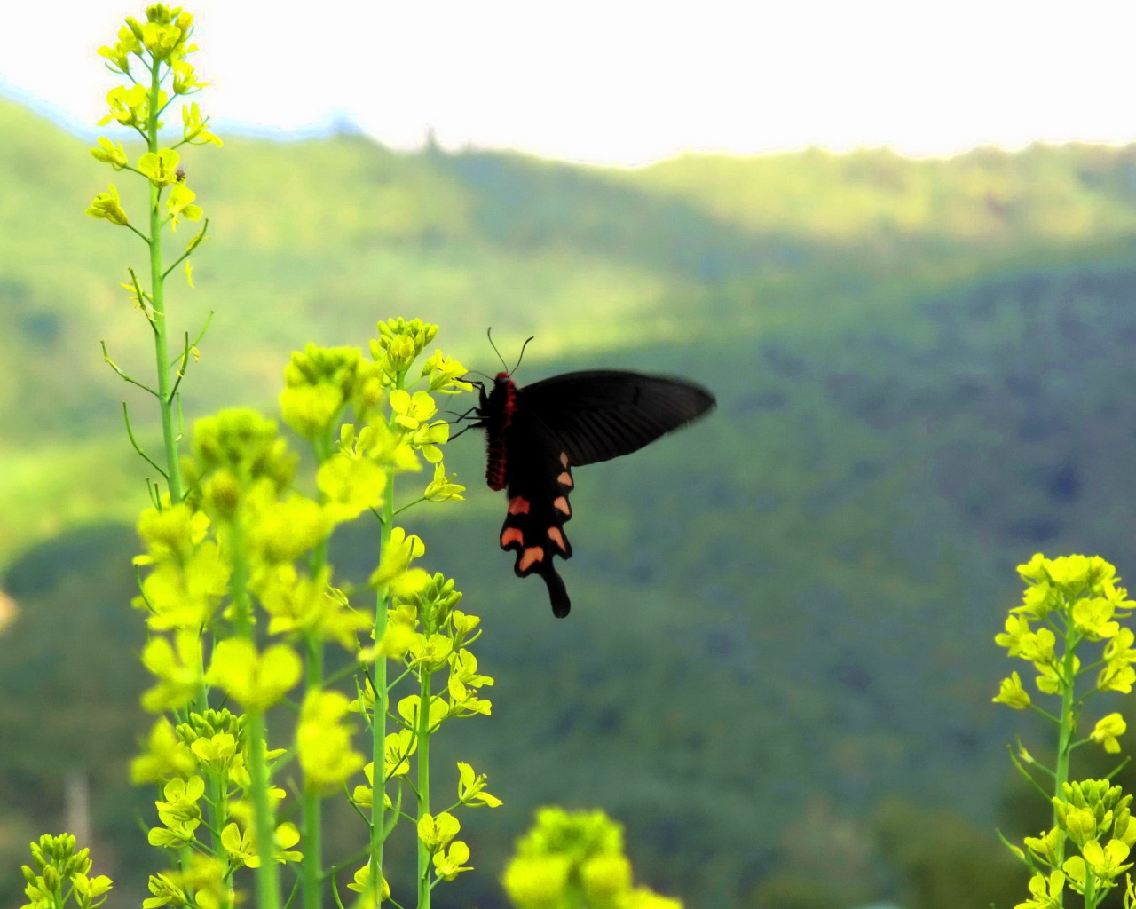 Черная бабочка на желтом цветке