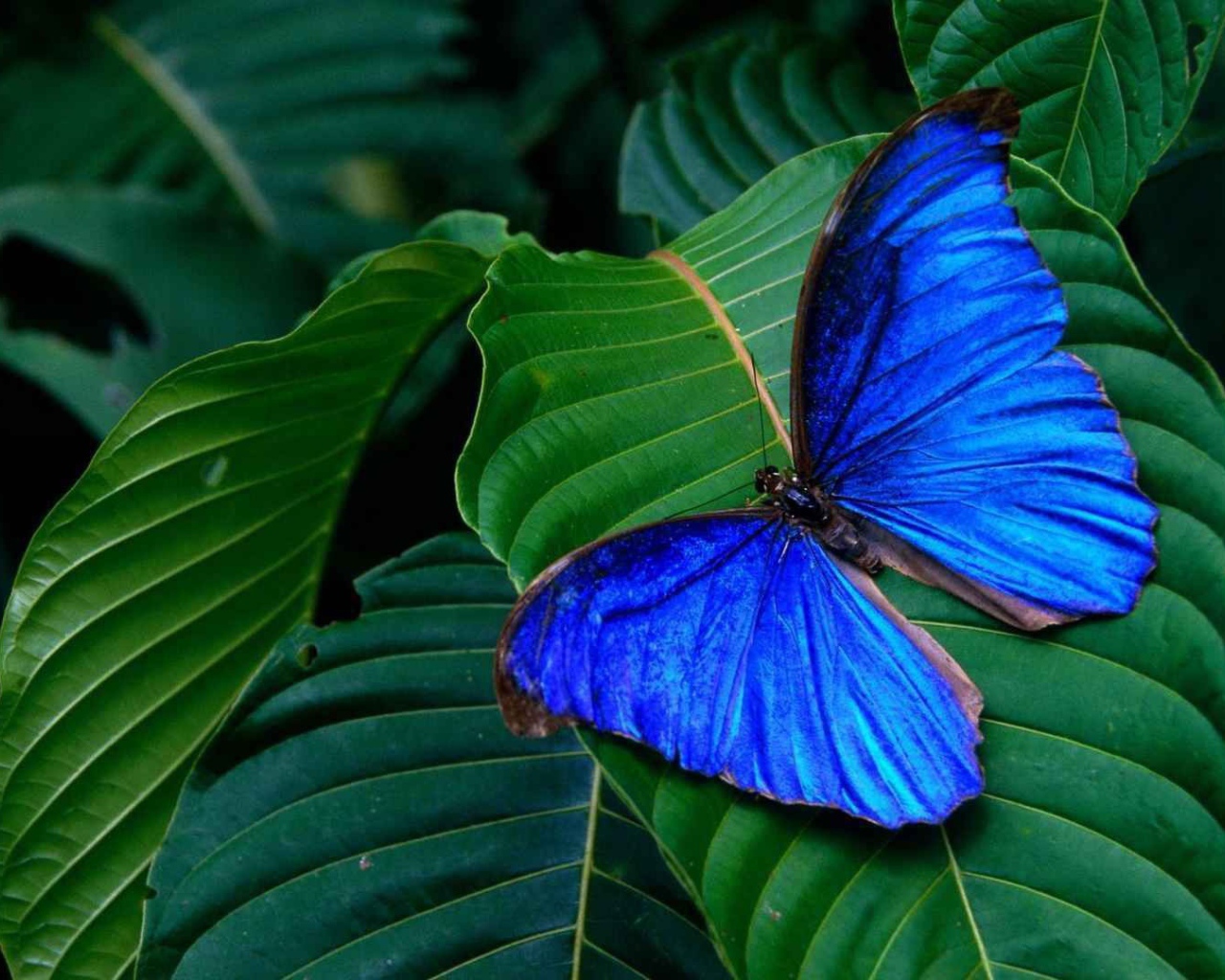 Синяя бабочка