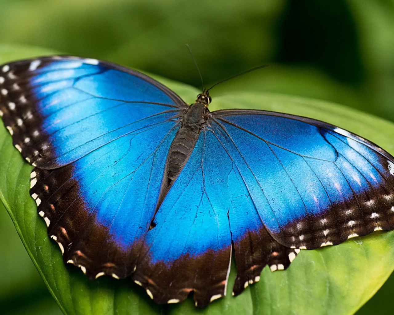 Голубая бабочка