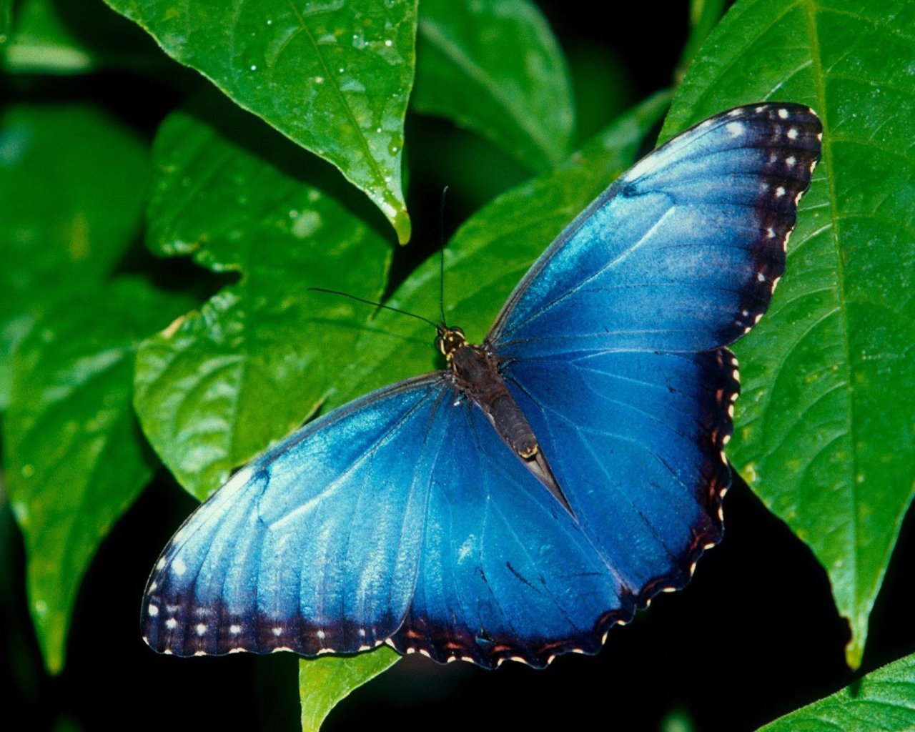 Голубая бабочка