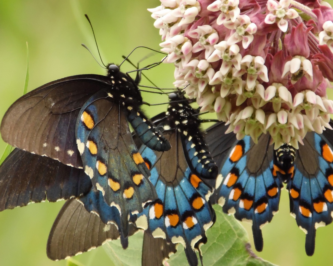 Бабочки слетелись на цветок