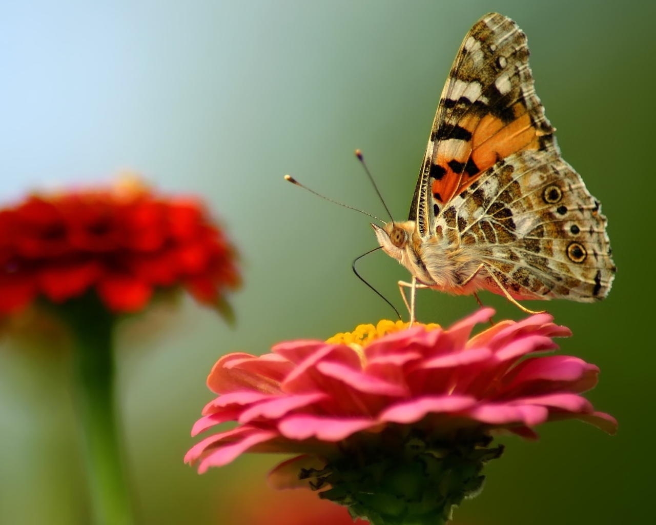 Бабочка на красном цветке