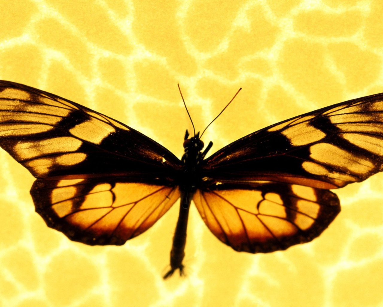 Бабочка на желтом фоне