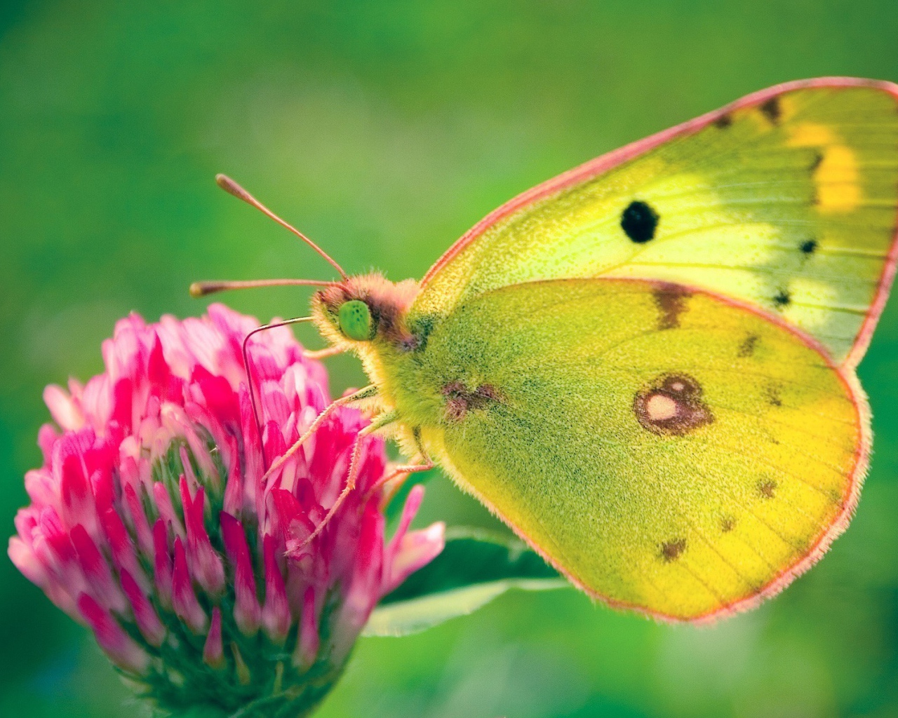 Бабочка на клевере