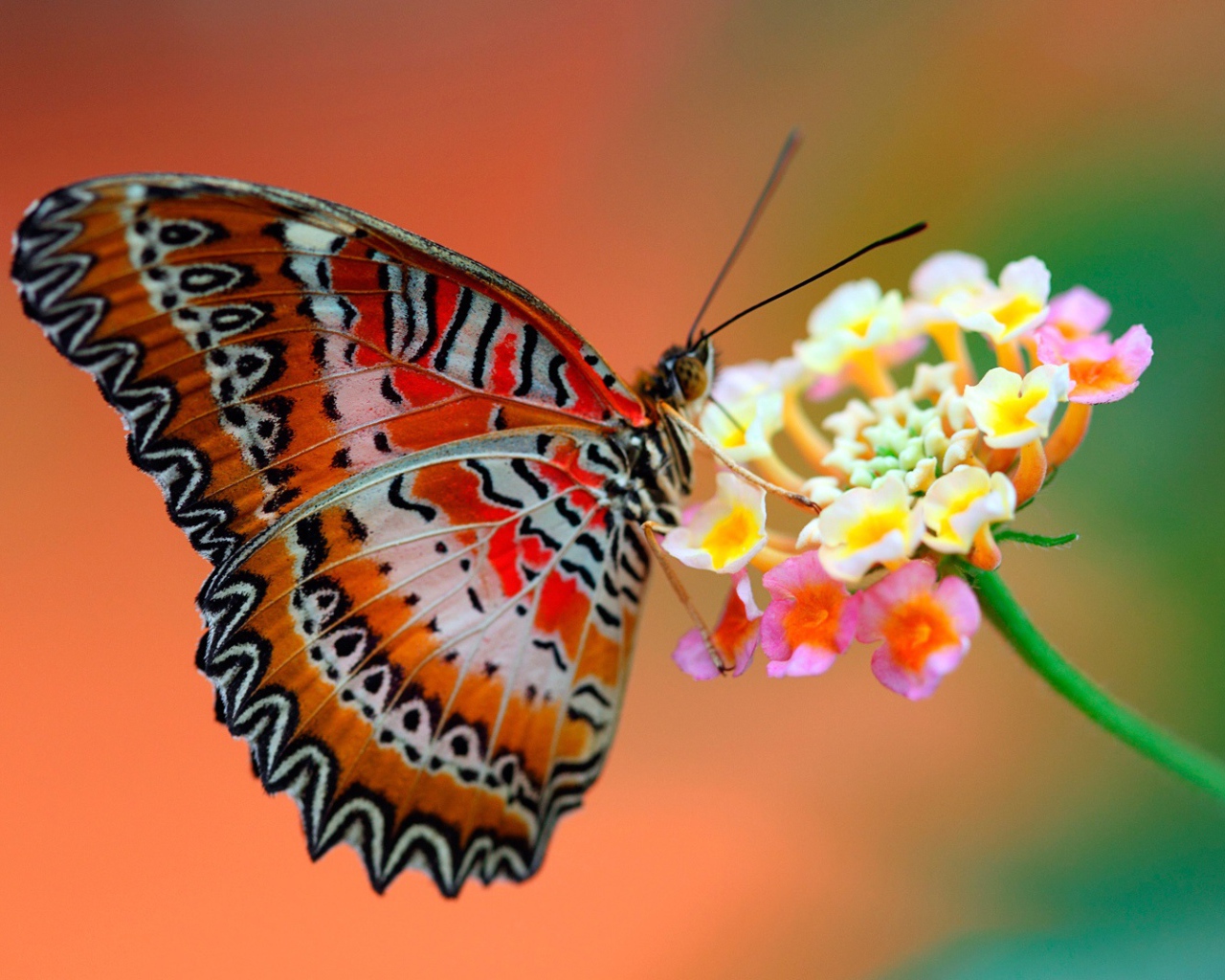 Бабочка на цветке