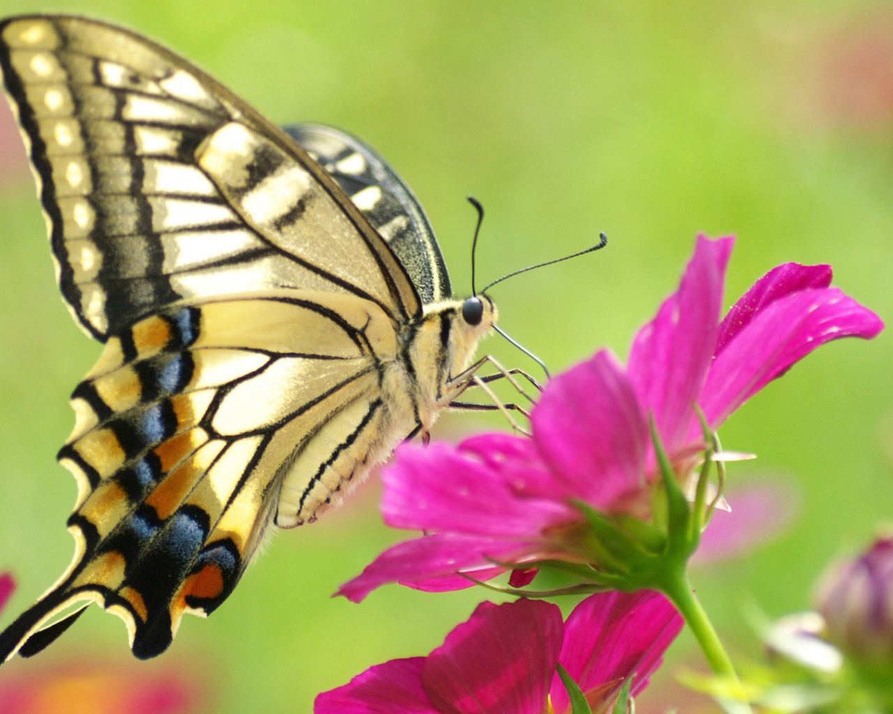 Бабочка на розовом цветке