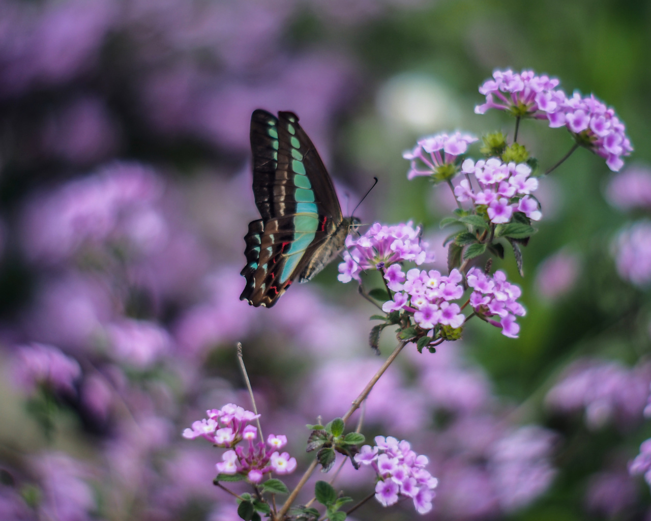 Бабочка на сиреневых цветках