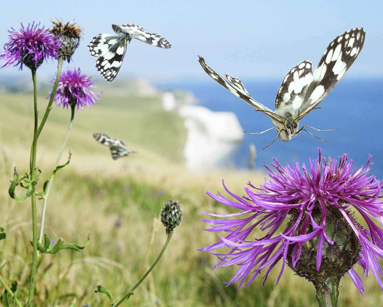 Бабочка садится на цветок