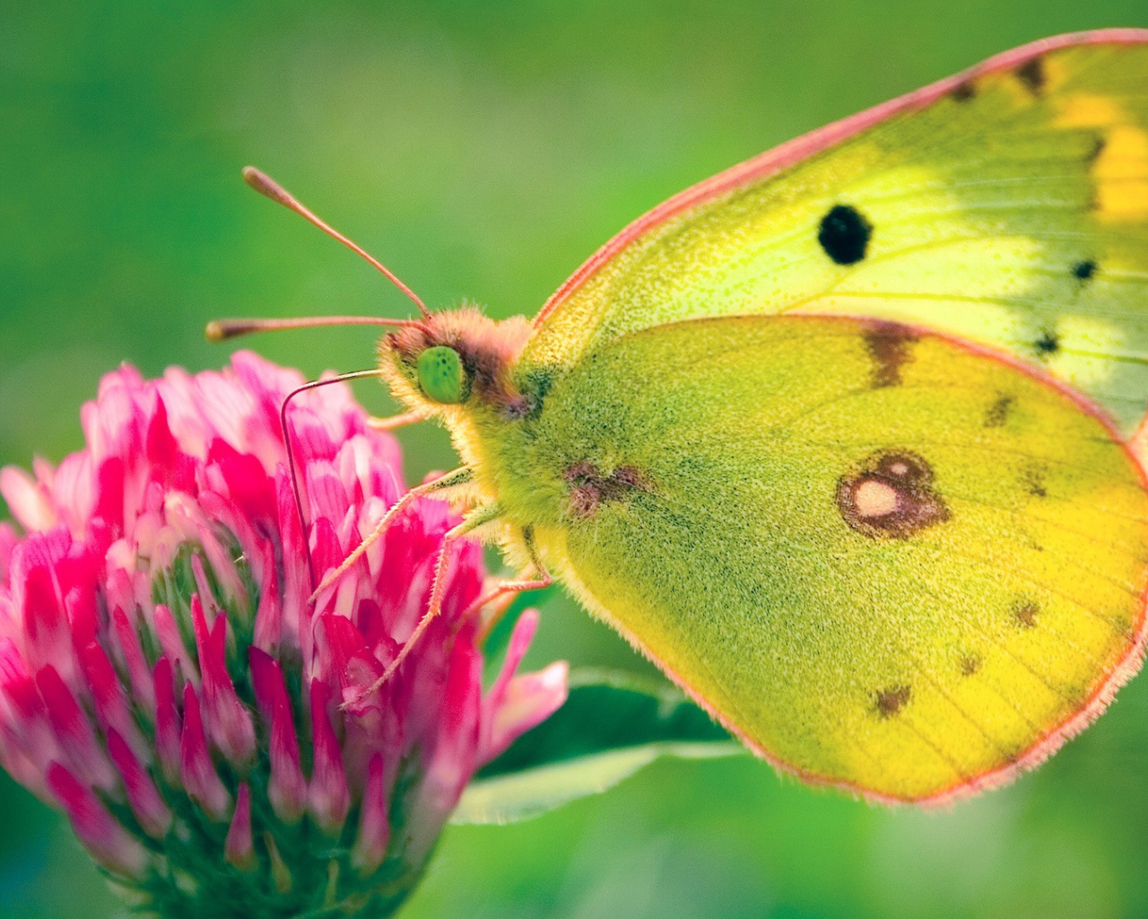Бабочка в поле