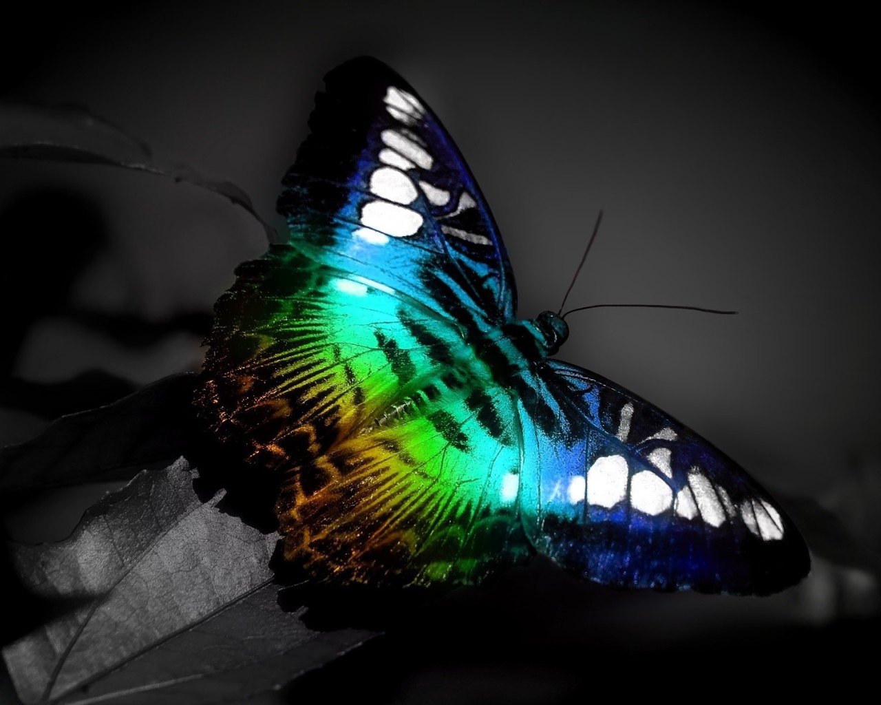 Красочная бабочка