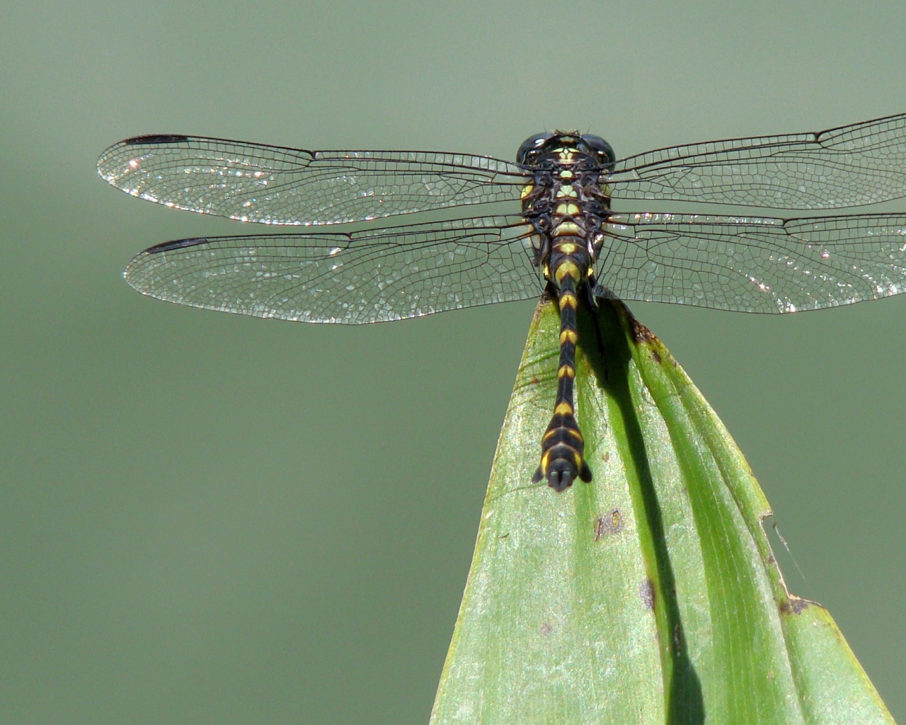 Стрекоза на кончике листа