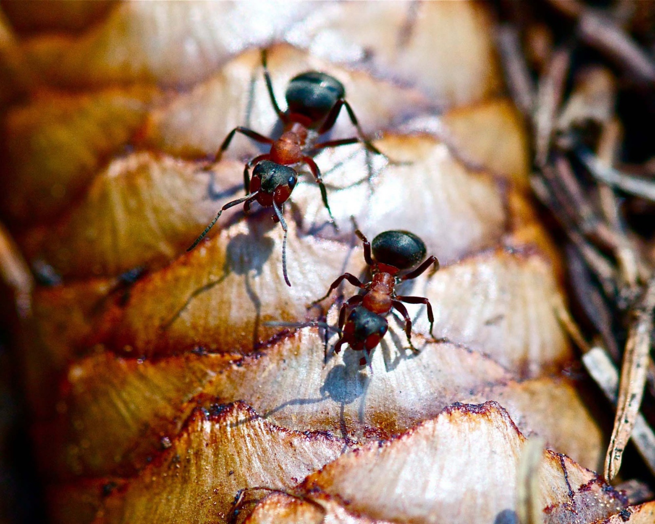 Лесные муравьи