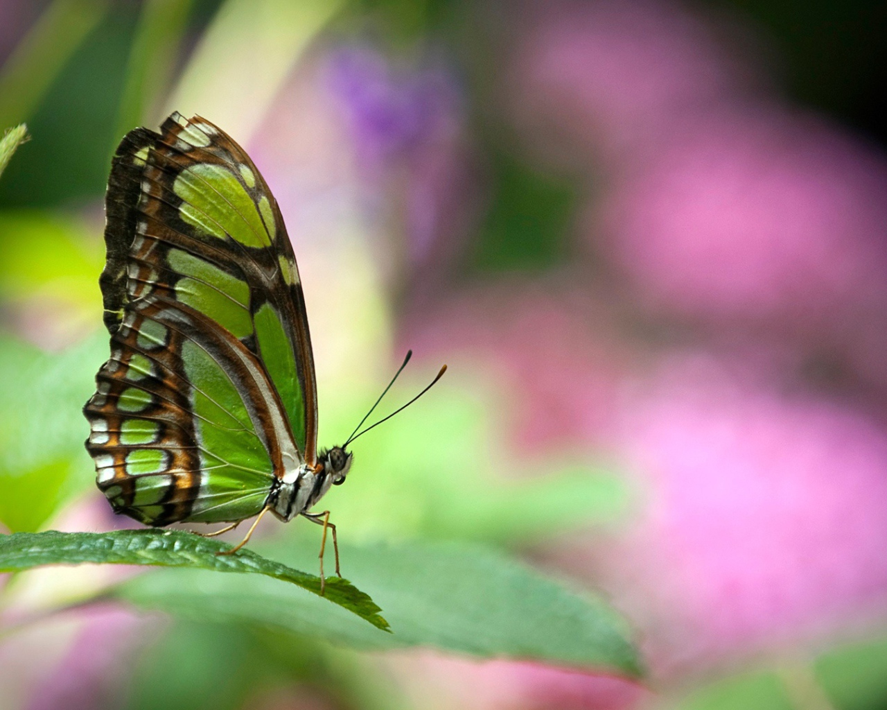 Зеленая бабочка