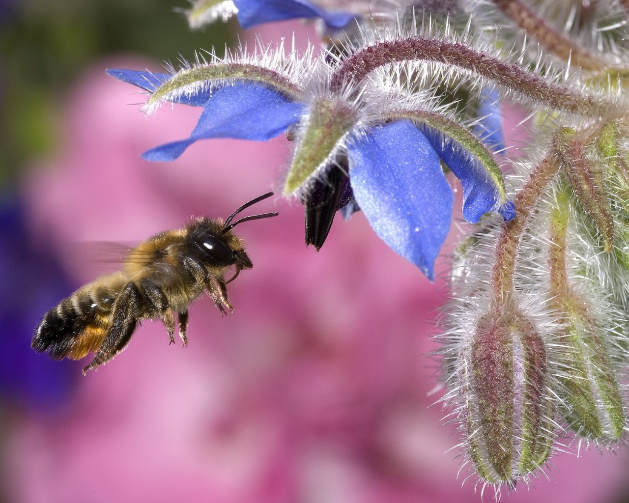 Пчела собирает мед