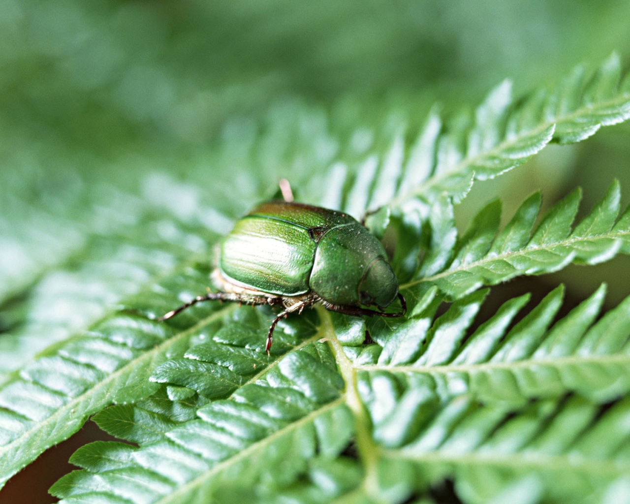 Японский жук