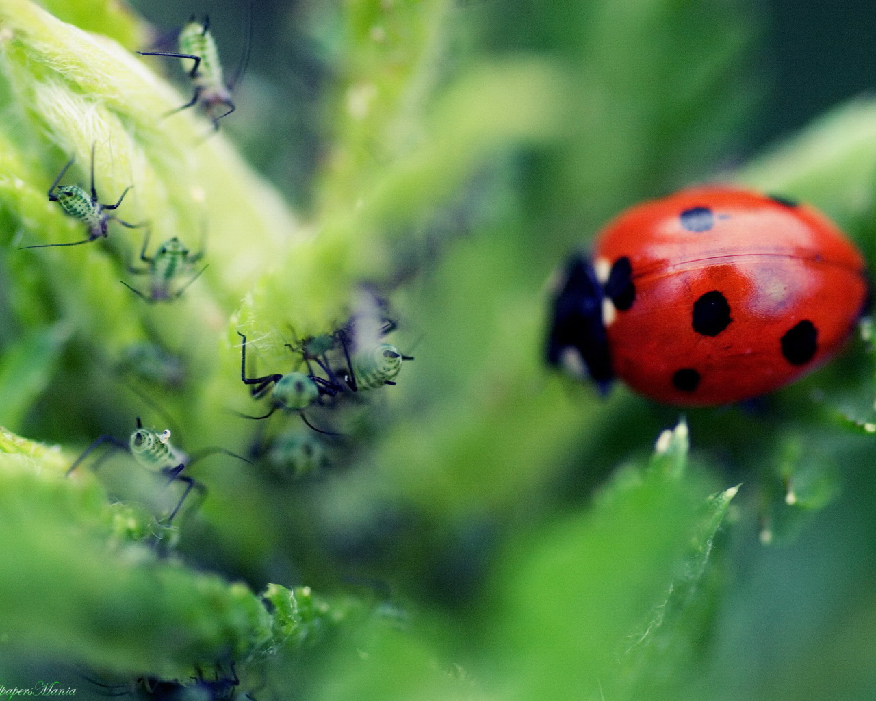 Божья коровка и тля