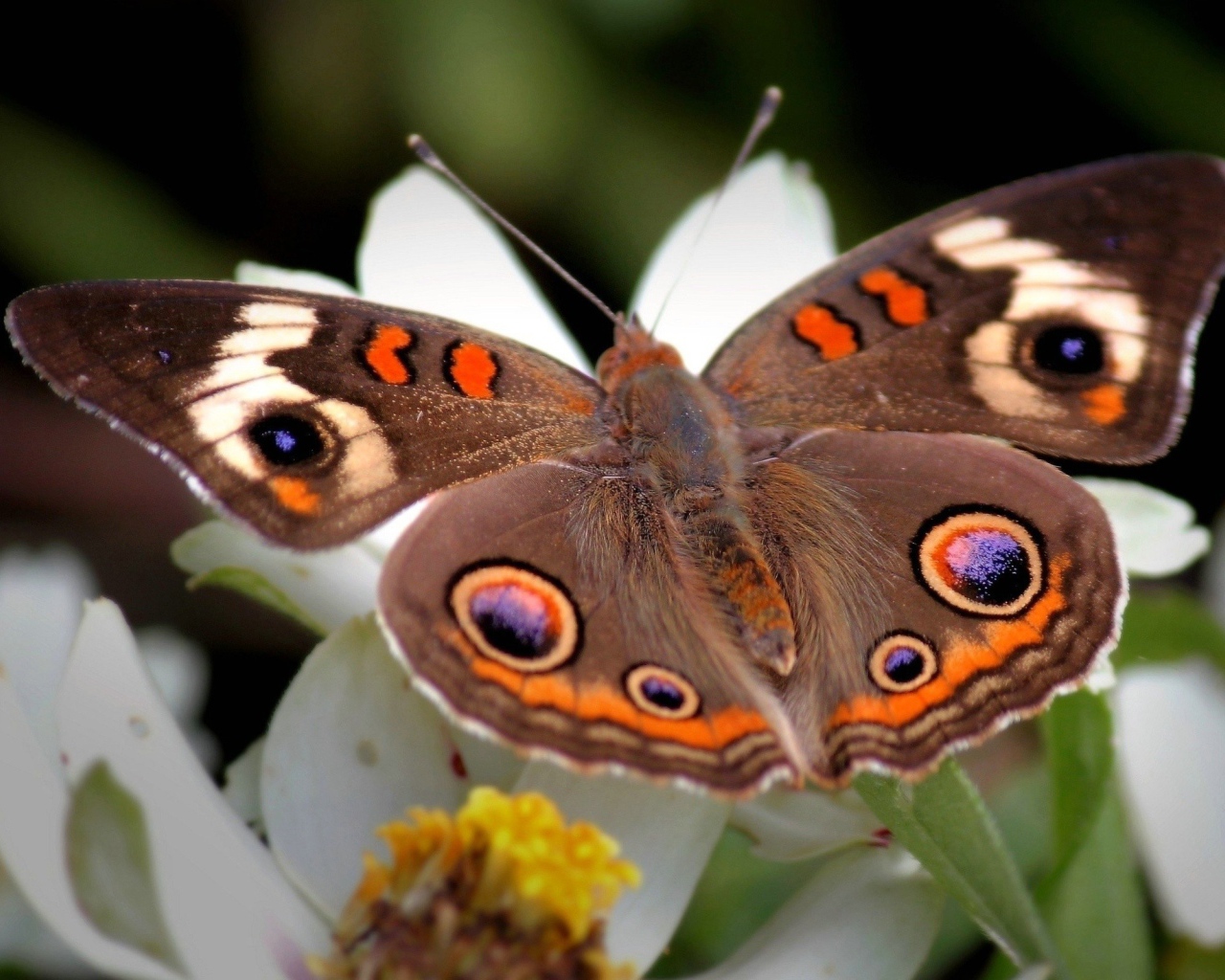 Большая цветная бабочка
