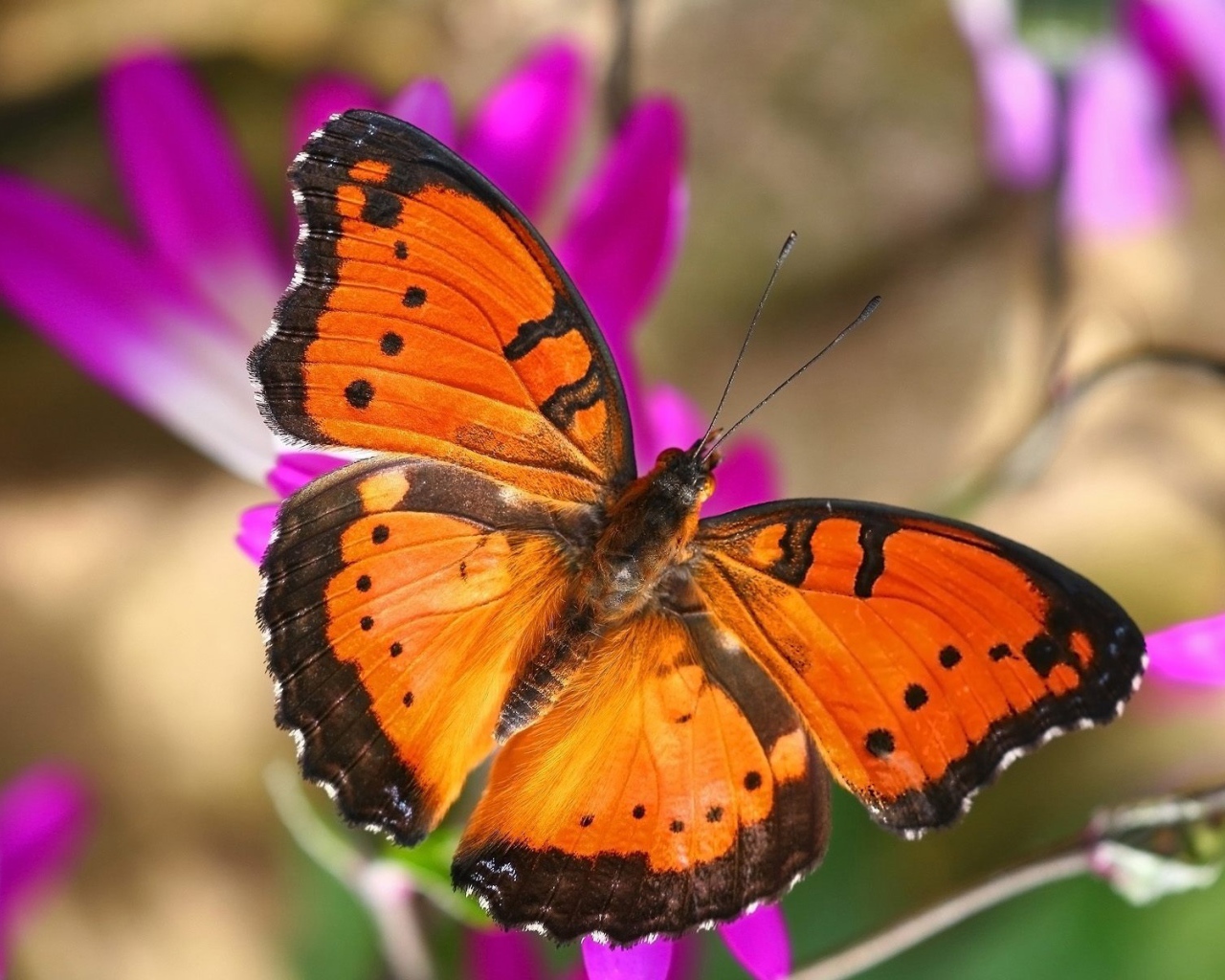 Бабочка в Лондоне
