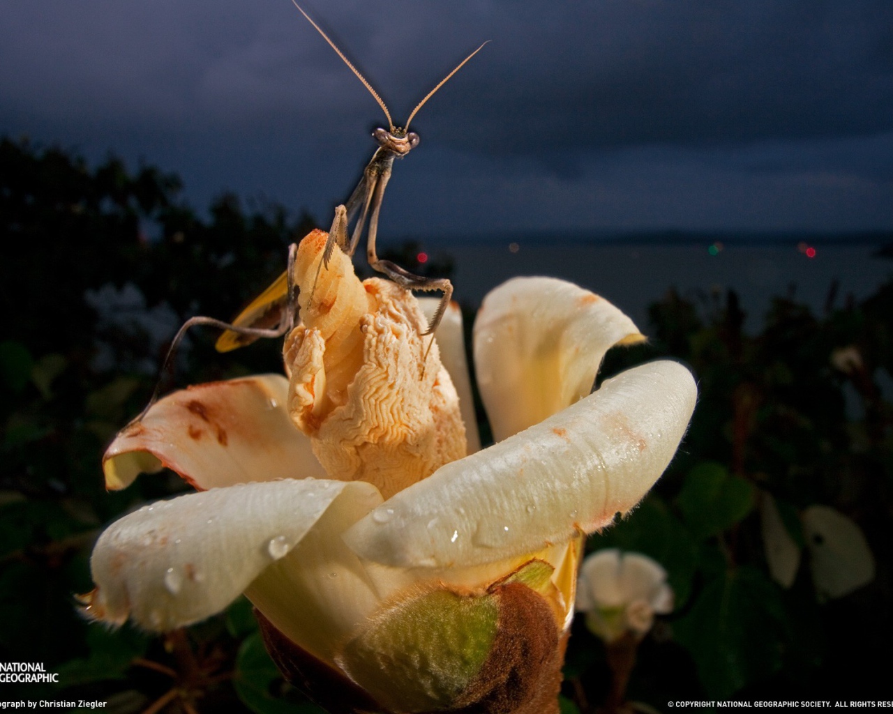 Богомол на цветке