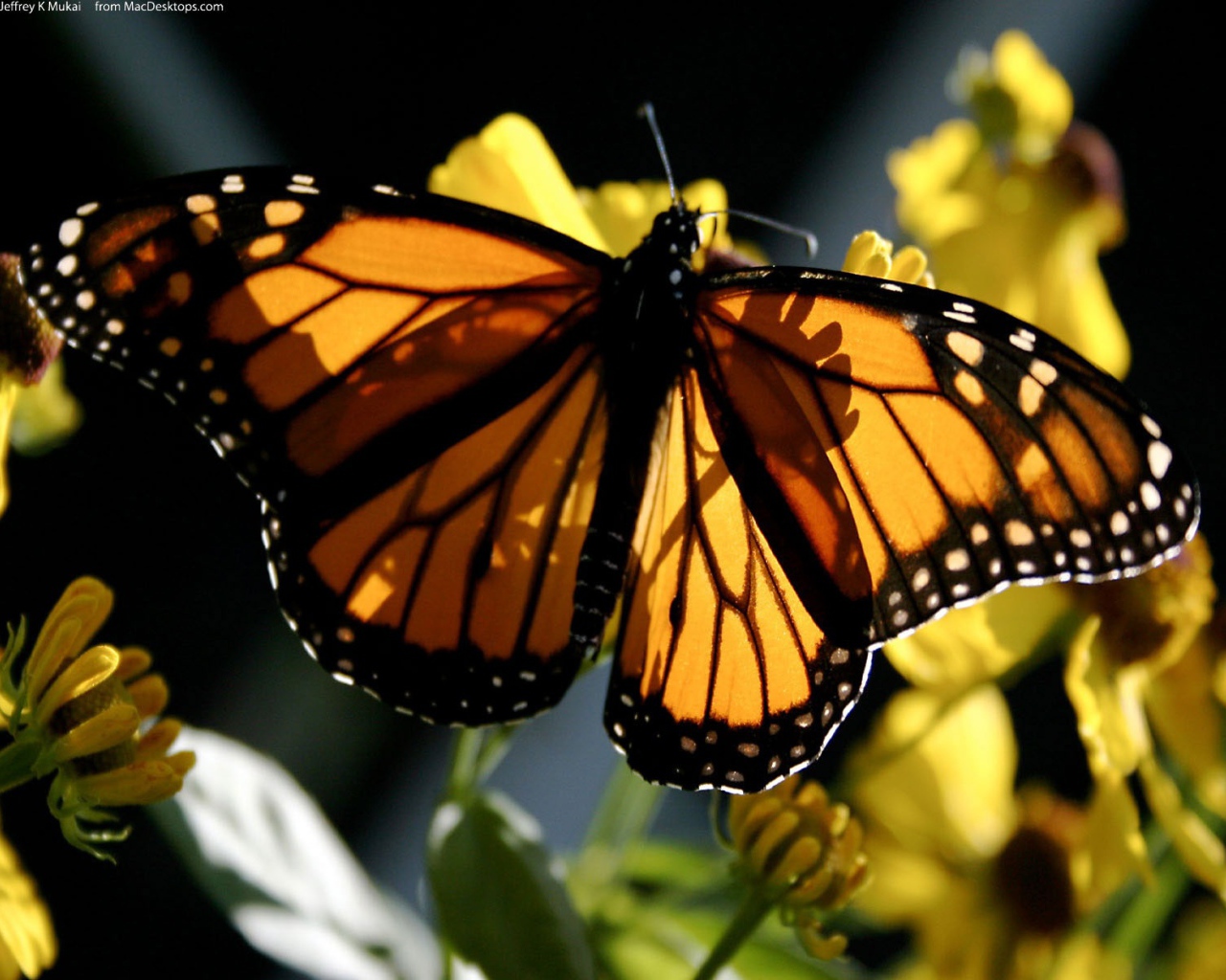 Бабочка Монарх