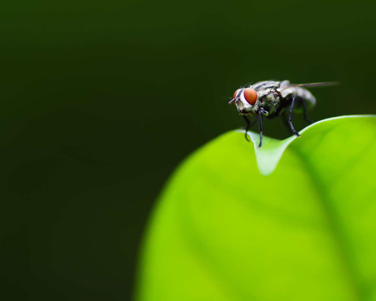 Фотогеничная муха