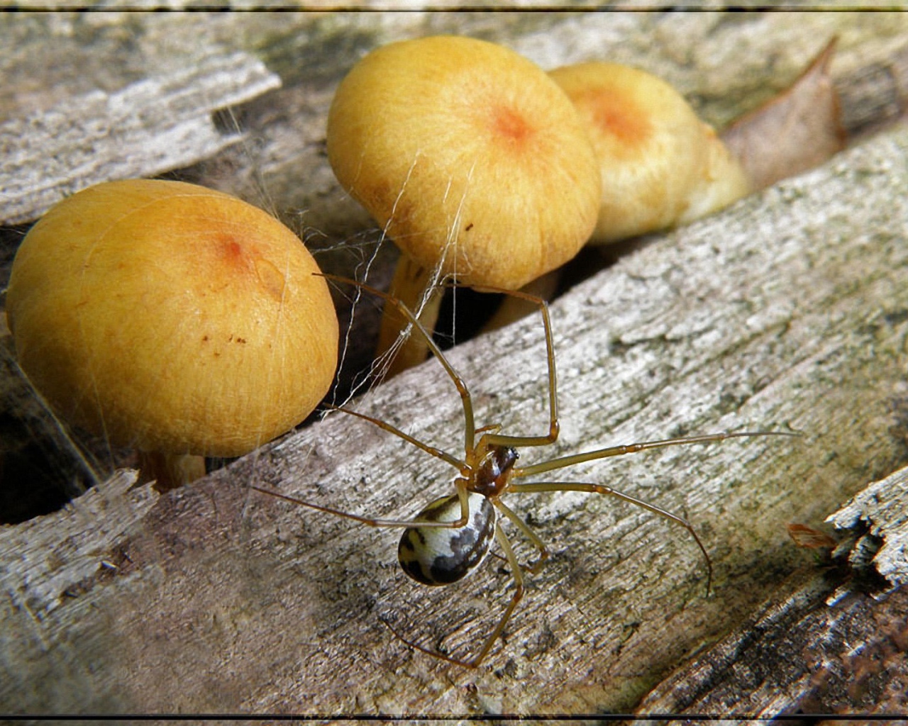 Паук и грибы