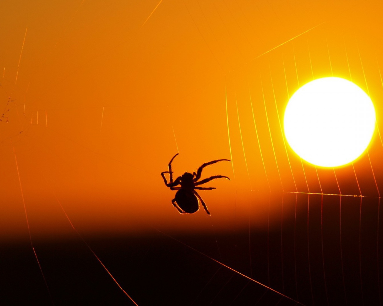 Паук на закате солнца