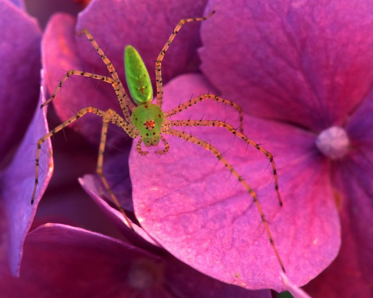 Паук на розовых цветках