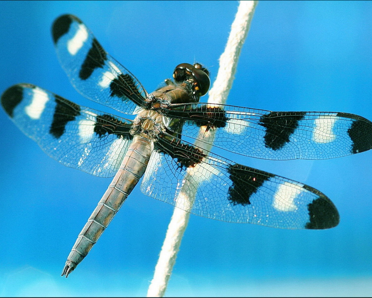 Пятнистая стрекоза на растении