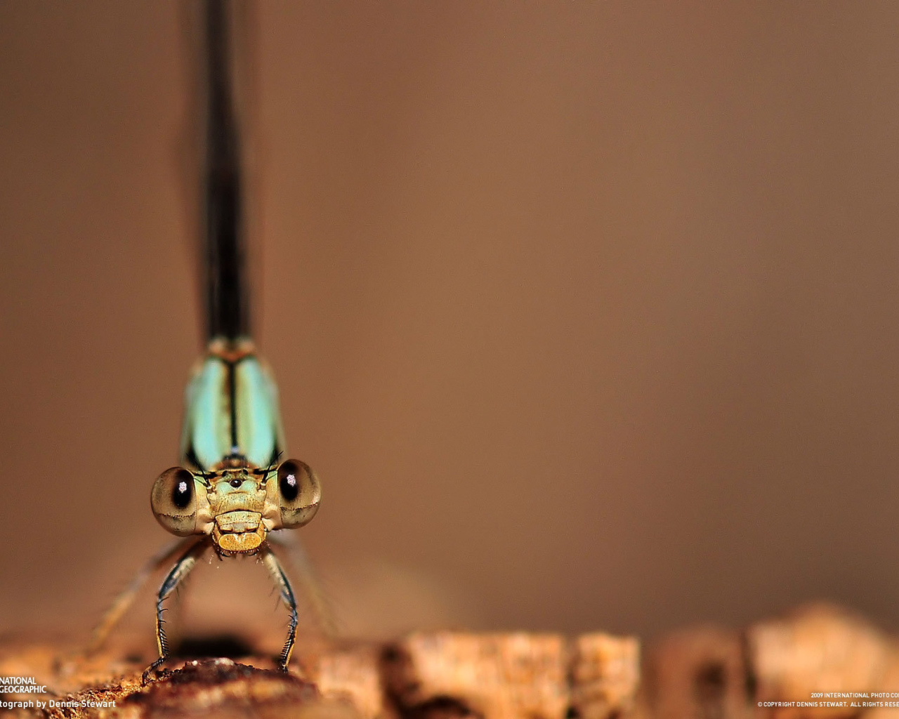 Глаза стрекозы