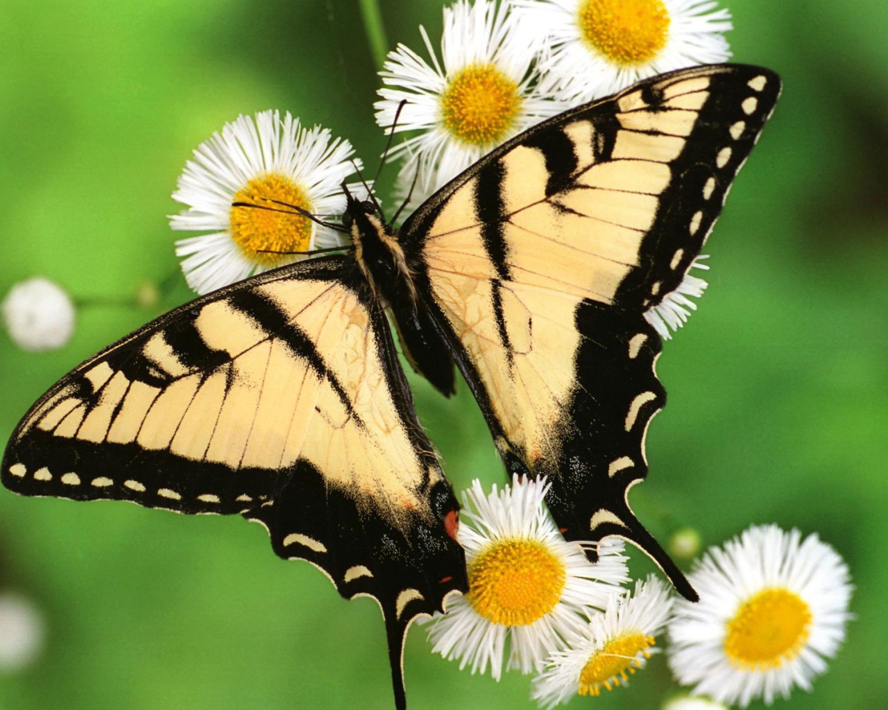 Тигровая бабочка