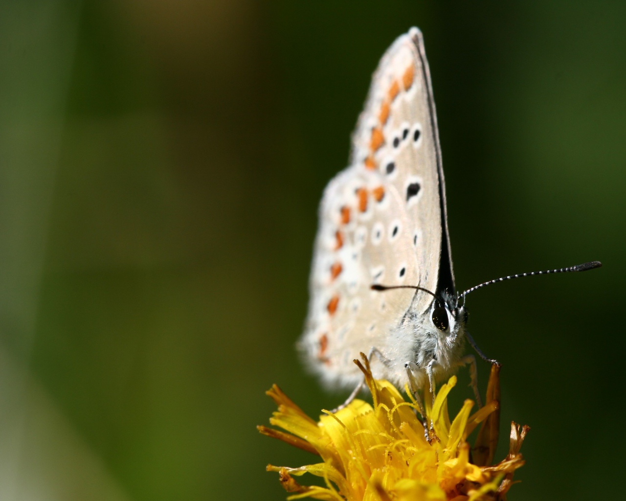 Белая бабочка на желтом цветке