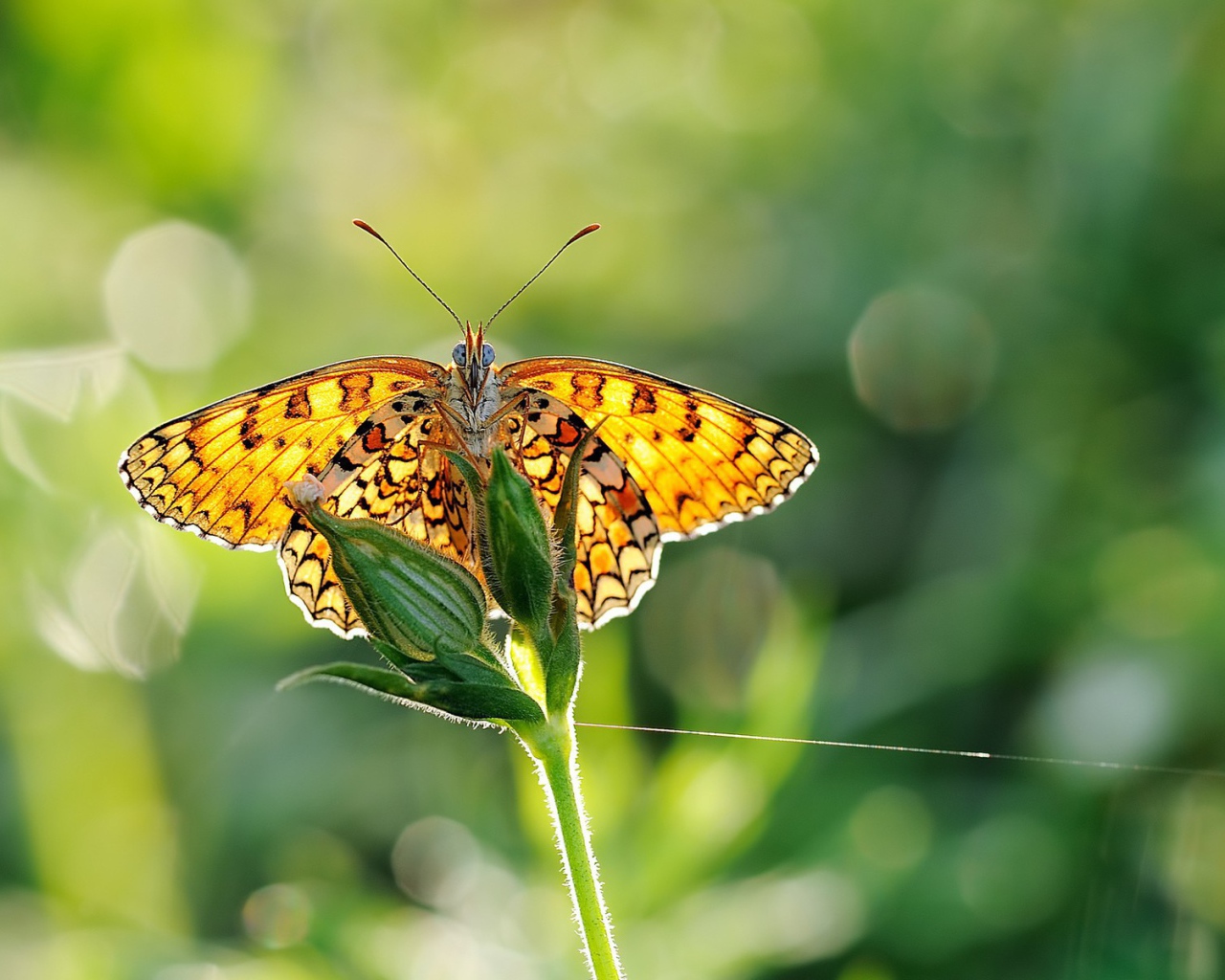 Желтая бабочка на цветке