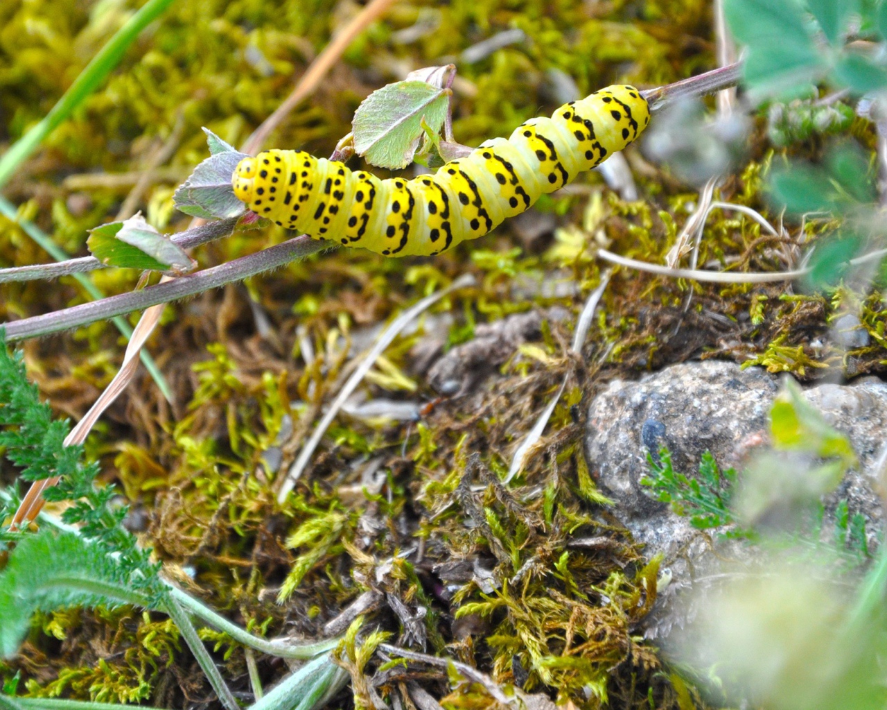 Желтая гусеница