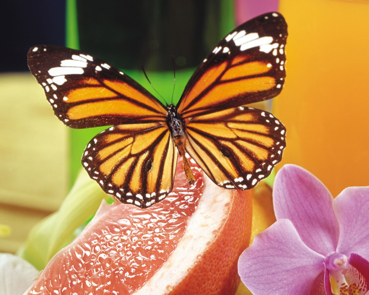 Бабочка и орхидея