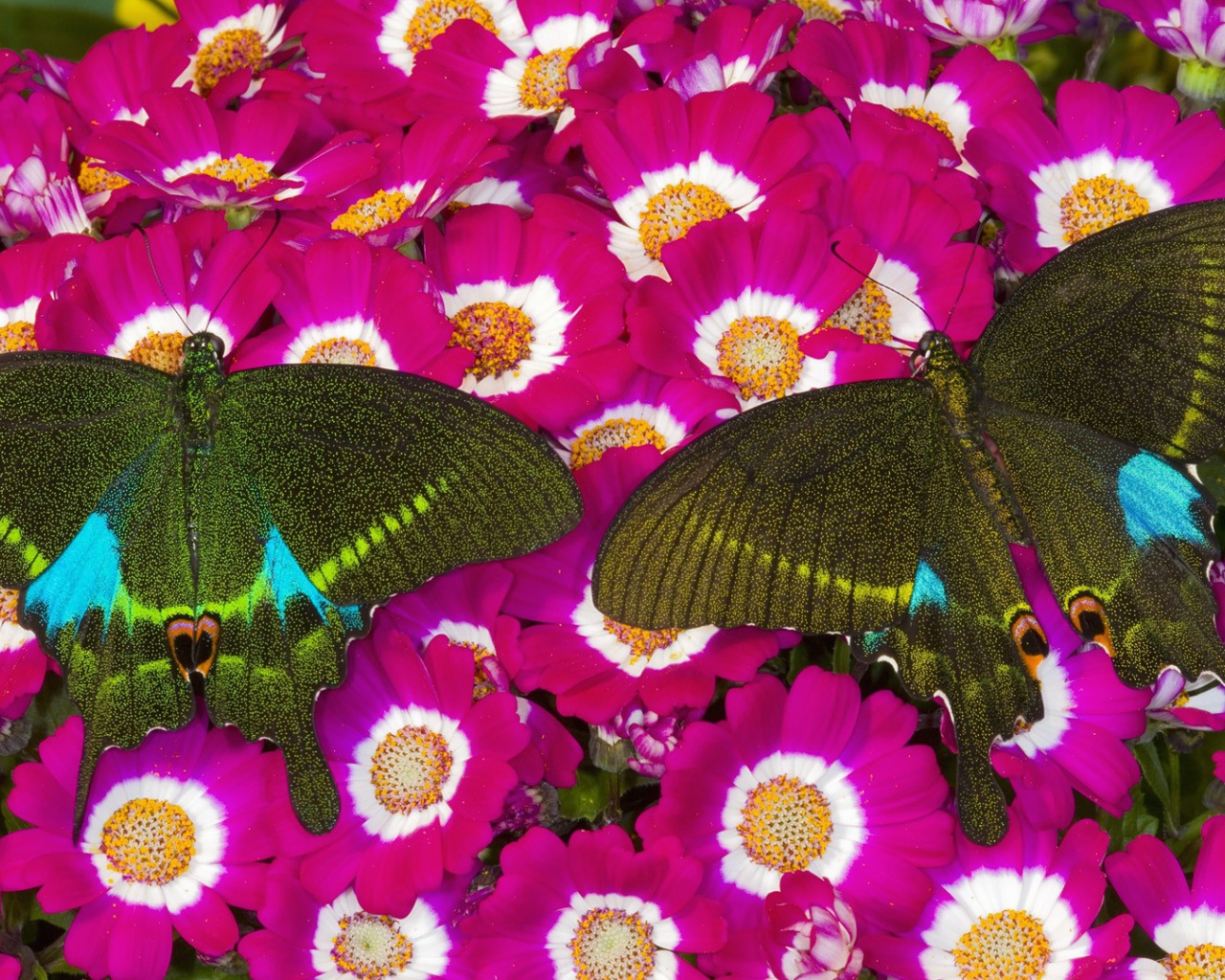 Бабочки на розовых цветах