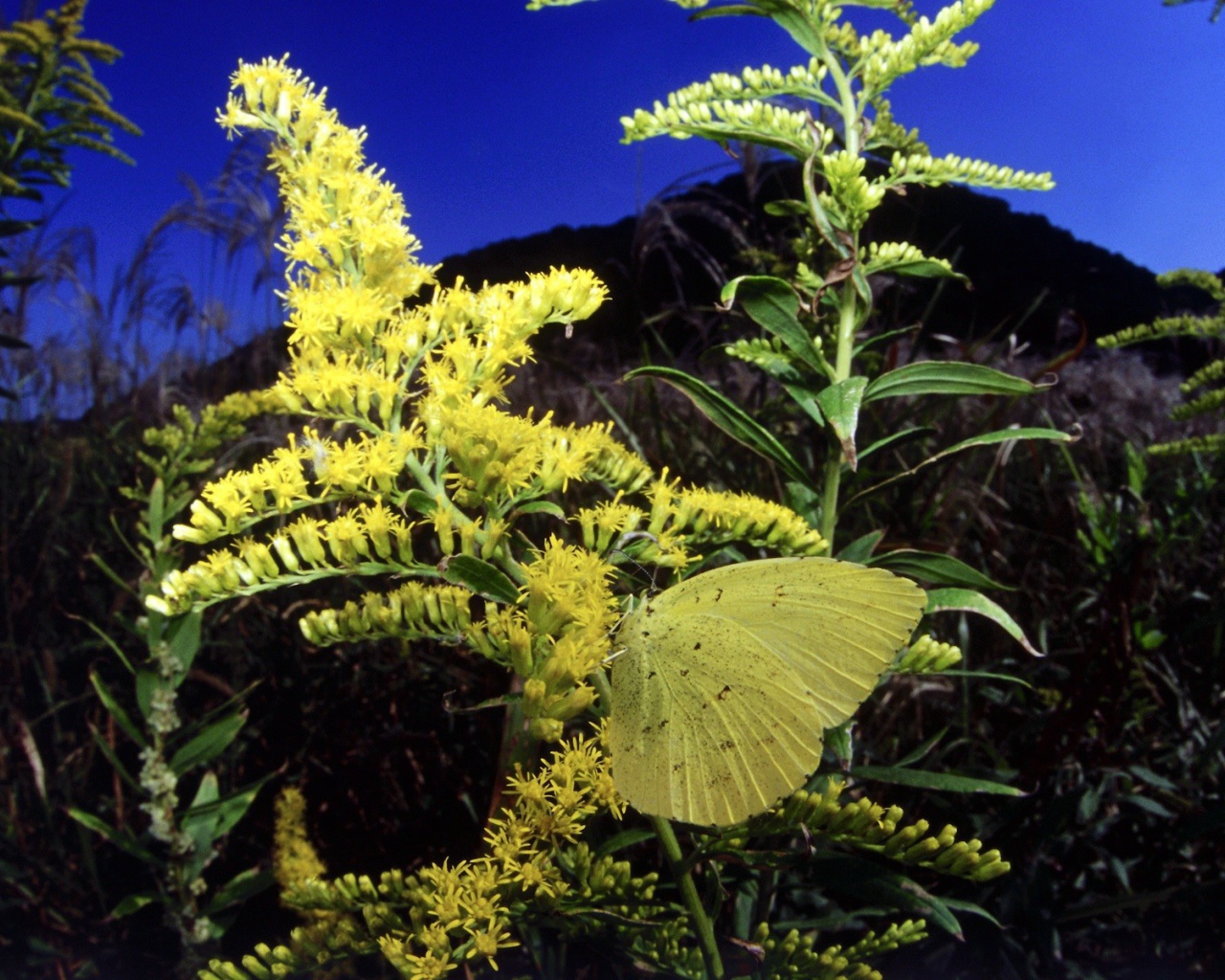 Бабочка на желтом цветке