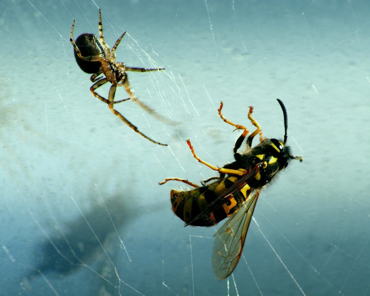 Паук и его добыча