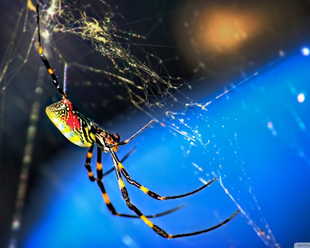 Паук плетет паутину