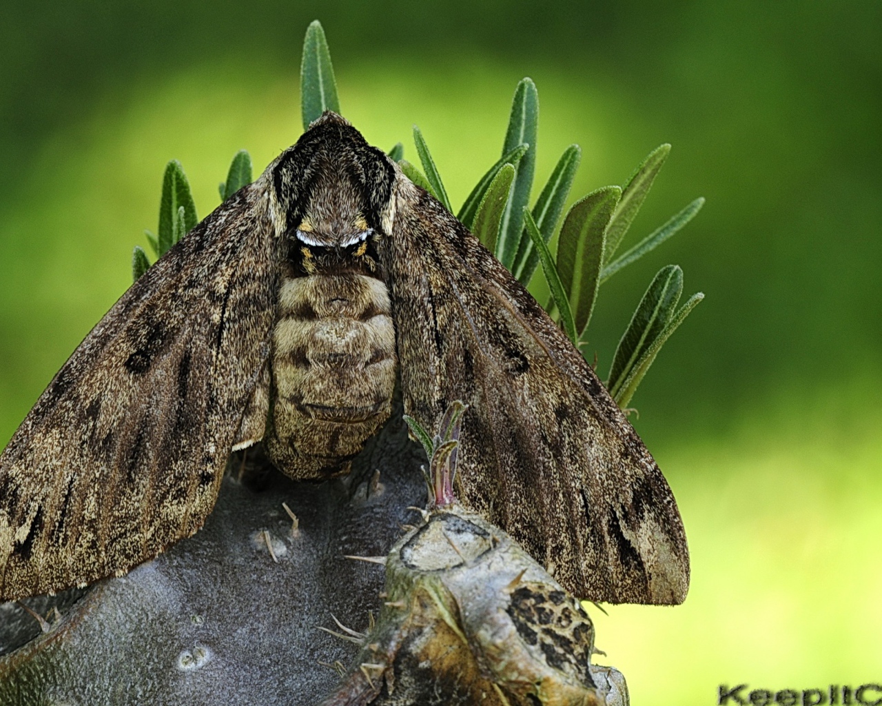Большая серая моль
