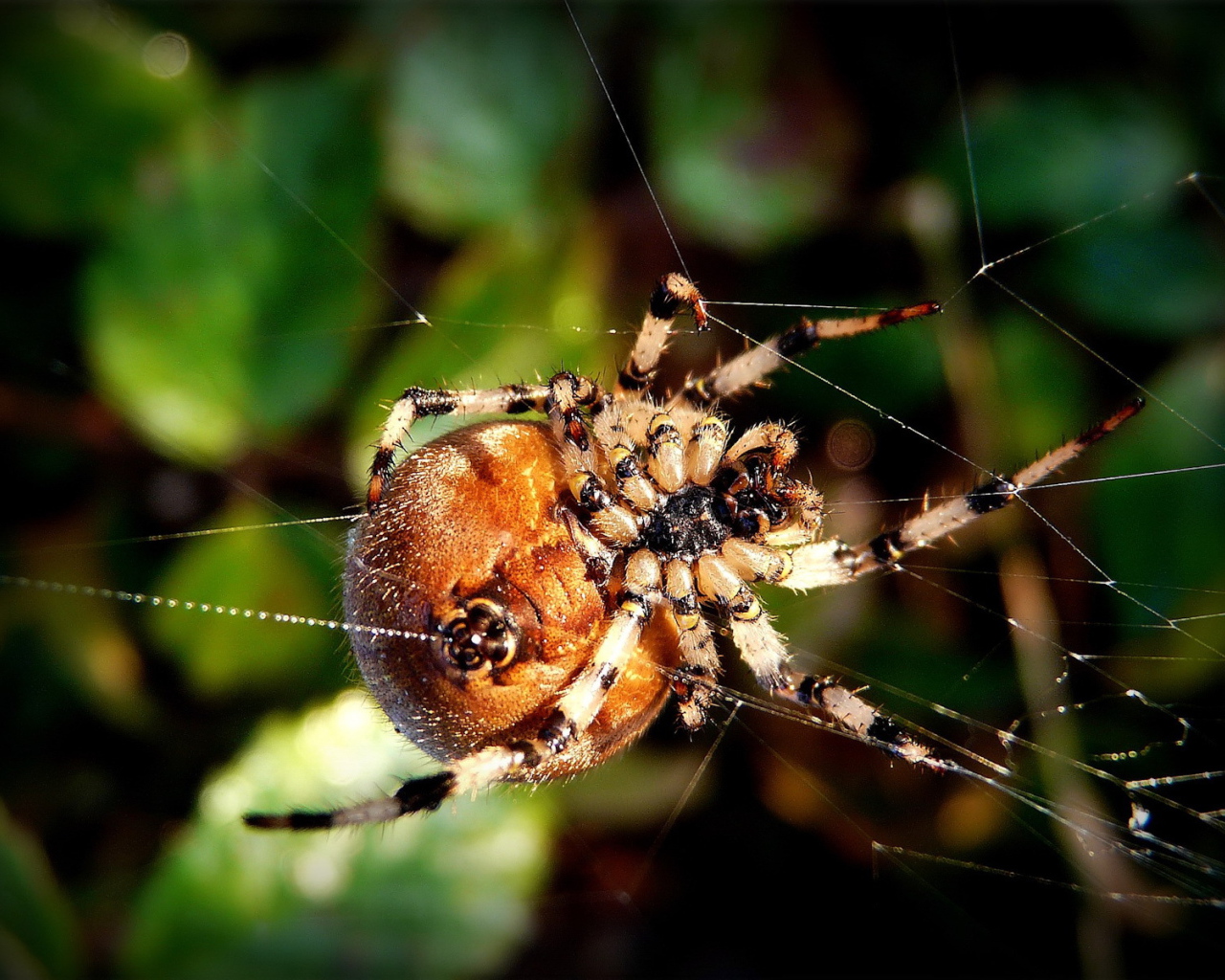 Круглый паук